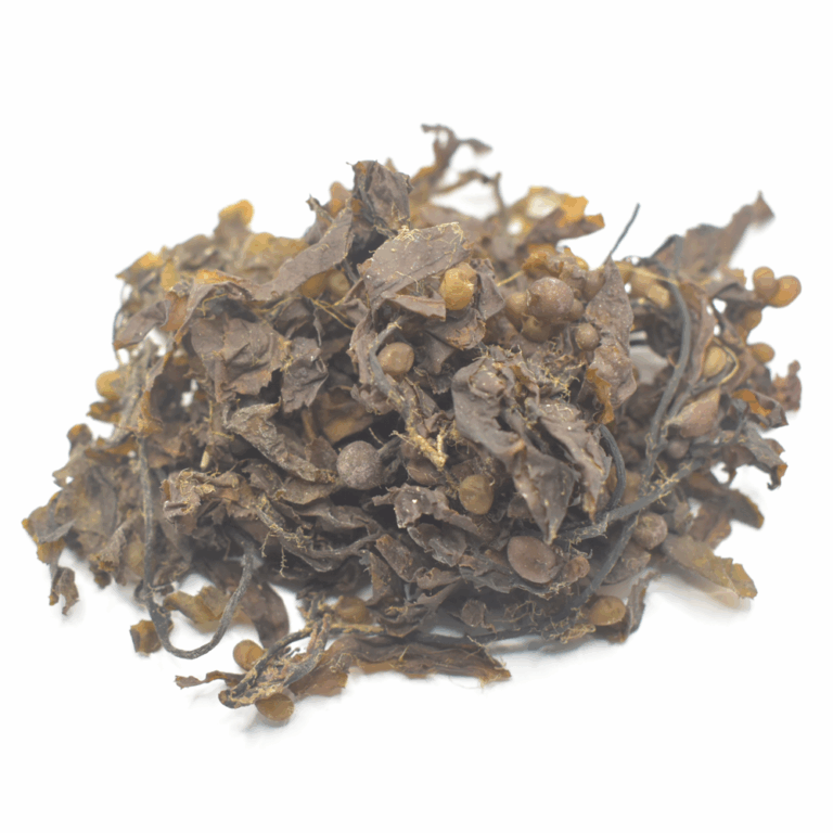dried sargassum seaweed