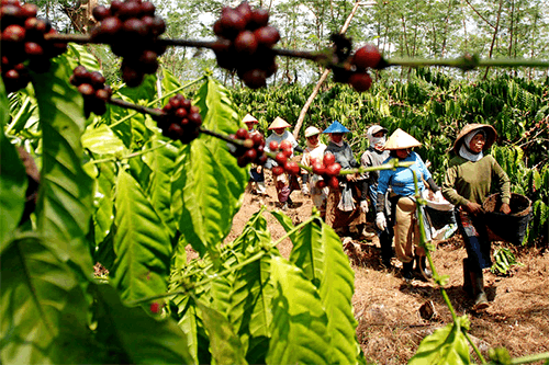 gayo coffee plantation