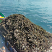 sargassum_seaweed_1