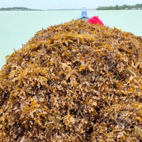 sargassum_seaweed_2