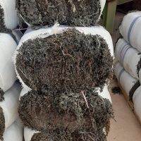 seaweed-pack01